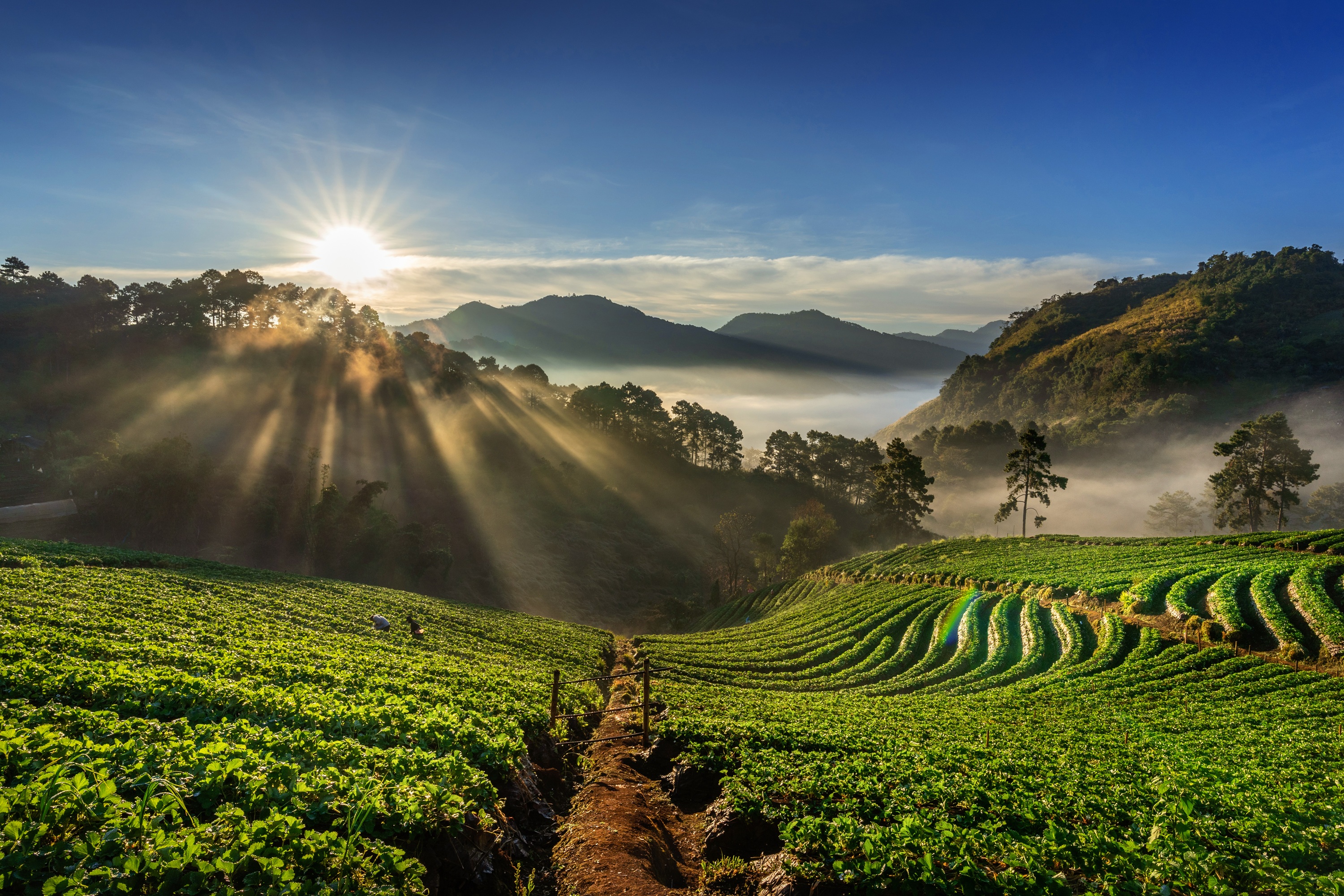 National Horticulture Policy Guidelines 2024